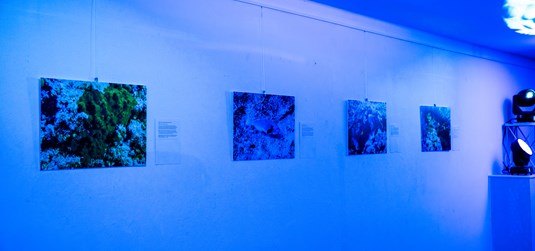 Svečano otvorena izložba podvodne fotografije „Objektivom u podmorju“ u Sveučilišnoj galeriji